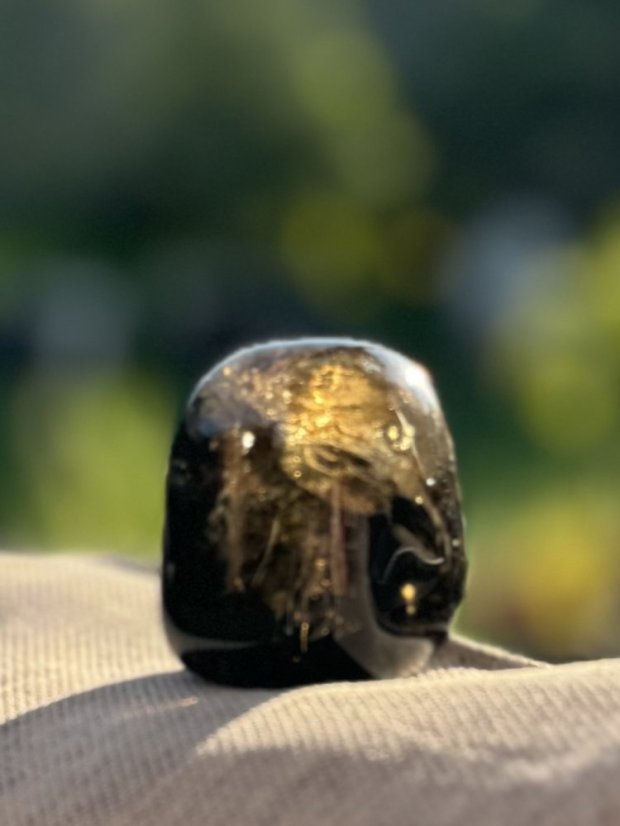 Záhněda tromlovaná, velikost JUMBO
